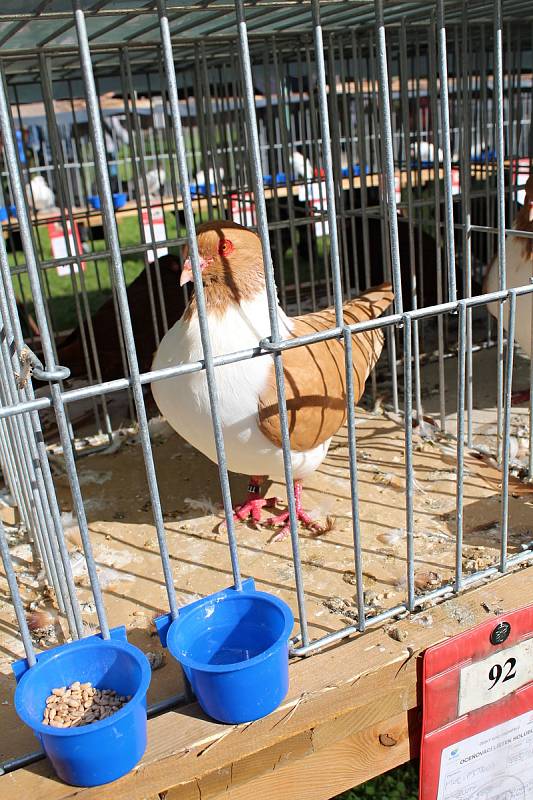 Sedmnáctá krajská soutěžní chovatelská výstava králíků, holubů a drůbeže se uskutečnila o víkendu