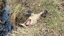Na pomezí Lidečka a Pulčína na Hornolidečsku zardousili vlci tři ovce plemene Suffolk. Ochránci přírody, kterým zabité kusy patřily, objevili roztrhaná zvířata v sobotu 16. listopadu 2019.