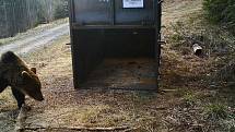 Zhruba metrák vážící medvědice před nastraženou odchytovou klecí v oblasti Lysé hory v Beskydech; pondělí 8. dubna 2019