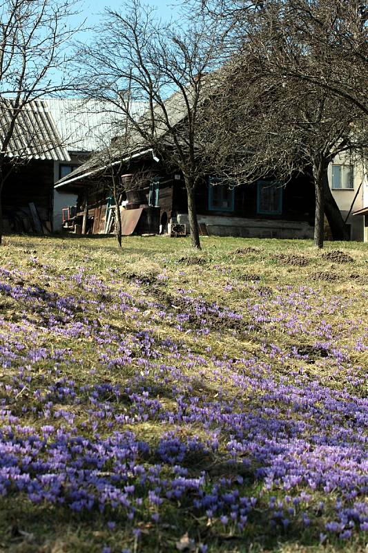 Kvetoucí kriticky ohrožený šafrán bělokvětý v Lačnově na Hornolidečsku.