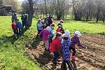 Žáci druhé třídy základní školy ve Francově Lhotě seli počátkem května obilí na poli rodičů kardinála Štěpána Trochty.