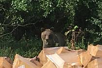 V údolí Vranča v Novém Hrozenkově se ve čtvrtek 13. září 2018 objevil medvěd.