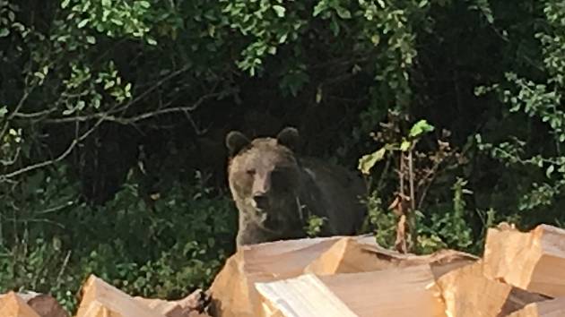 V údolí Vranča v Novém Hrozenkově se ve čtvrtek 13. září 2018 objevil medvěd.