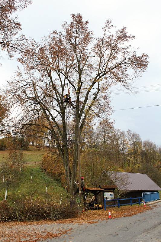 Specializovaná firma v čele s arboristy Antonínem Ambrosem a Radovanem Kučerou ošetřila ve středu 17. října 2018 dva Stromy svobody v Senince.