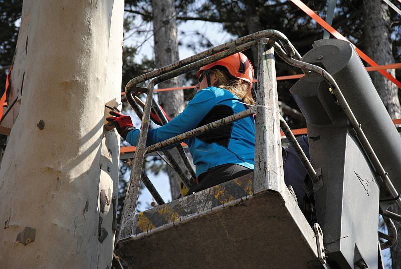 Arboristé zpevňují korunu asi sto třicet let starého platanu javorolistého v meziříčském parku Botanika; úterý 2. dubna 2019