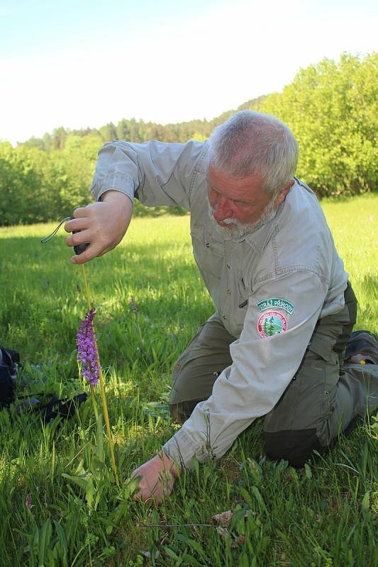 Jaromír Navrátil je dobrovolným strážcem CHKO Beskydy. Pulčínské skály mu učarovaly už v dětství. Je i okolí chrání už přes čtyřicet let. Jedním z mnoha skvostů zdejší přírody je vzácná orchidej - vstavač mužský.