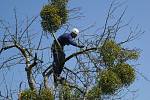 Dubnového ošetření starých stromů v jabloňové aleji na Hradisku