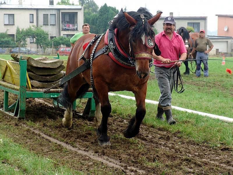 Ve Valašském Meziříčí v Podlesí se konala kvalifikace na Mistrovství světa chladnokrevných koní.