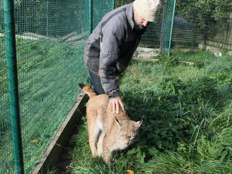 Osmiletý rys Filip je už od malička filmovou hvězdou. Účinkoval v televizním večerníčku Madla a Ťap, natáčel i v zahraničí. Nyní mu jeho chovatel Vladimír Zadražil chce přivést partnerku.