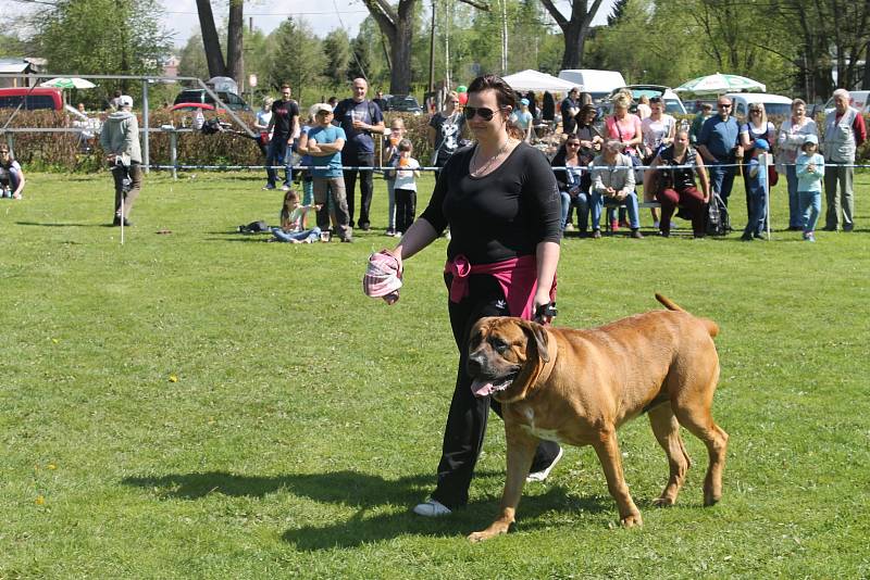 Pejsci všech možných plemen, stáří a velikosti v sobotu soutěžili o přízeň poroty u přehrady Na Žabinci. Výtěžek z akce přispěl na dětské oddělení brodské nemocnice.