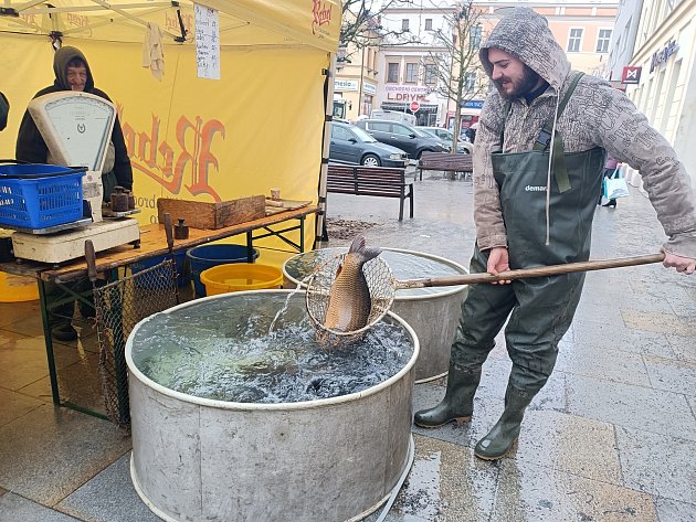 Prodej ryb na Vysočině: vánočního kapra pod sto korun už zájemci nekoupí