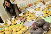 Součástí konference Brambory 2015 byla i výstava celé řady odrůd brambor, které u nás farmáři pěstují. Společnost Medipo Agras HB představila například i fialové švestkové brambory odrůdy Blue Star.