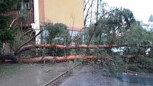 Hasiči vyjížděli v pátek 31. března k popadaným stromům po bouřce a silném větru. Foto: poskytl HZS Kraje Vysočina