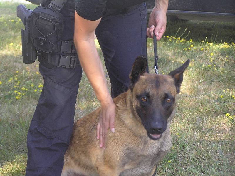 Do služby na festivalu jsou zařazeni policisté pořádkové, dopravní, cizinecké i kriminální policie Krajského ředitelství policie Kraje Vysočina včetně kynologů.