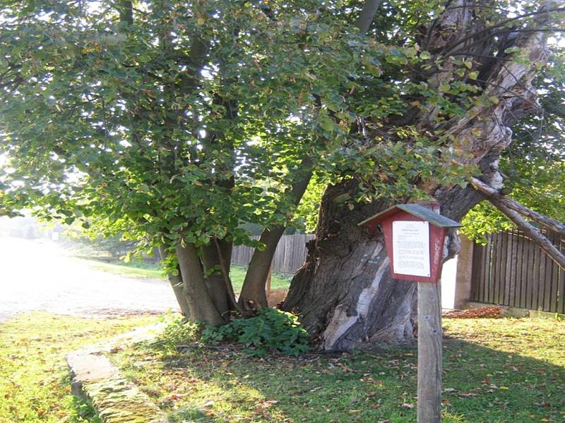 Lípu zahubilo houbové onemocnění. Torzo kmene bylo vysoké 5 metrů, jeho obvod dosahoval 420 centimetrů. 