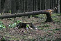 Nedělní vichřice napáchala obrovské škody i v lesích, které jsou majetkem Lesního družstva obcí Přibyslav.