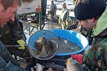 V sítích rybářů skončí až dvacet tun ryb. Především pak kaprů, kteří ve vodách Řeky dorostli do požadované hmotnosti. 