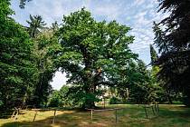 Havlíčkův dub roste na louce u jezírka naproti Prosečskému zámku. Pod jeho majestátní korunou sedával Karel Havlíček Borovský a hrával na loutnu manželce Julii.
