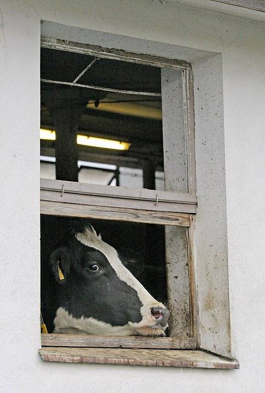 Ekologicky a ekonomicky. To je podstata projektu, se kterým přišla zhruba před rokem Zemědělská akciová společnost v Lípě na Havlíčkobrodsku. Energií z bioplynové stanice vytápí například celý areál tamní základní školy.