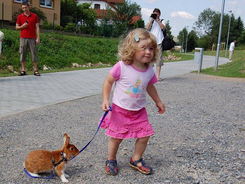 Výcvikovou školičku pro králíky  pořádá terapeutické sdružení Andílci v kožíšku. Podle jejích zkušeností se králík, stejně jako třeba pes, dá cvičit.