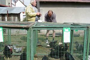 Chovatelé v Leštině mají vlastní klubovnu a pozemek, kde pořádají vyhlášené výstavy.