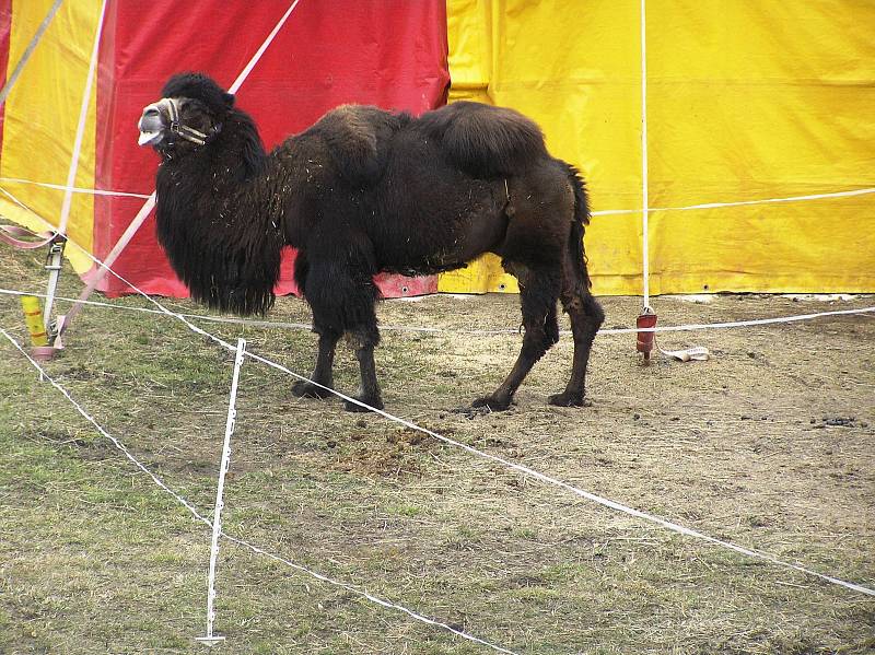 Na celé čtyři dny zavítal do Havlíčkova Brodu cirkus King.