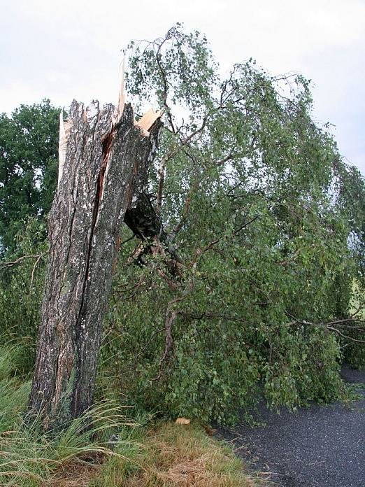 Po bouřce zůstaly na silnicích Havlíčkobrodská desítky popadaných stromů, které bránily průjezdu.