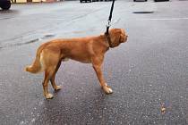 V Havlíčkově Brodě je přesně vymezeno vyhláškou kam psi smějí jen na vodítku. Na pořádek dohlížejí strážníci.