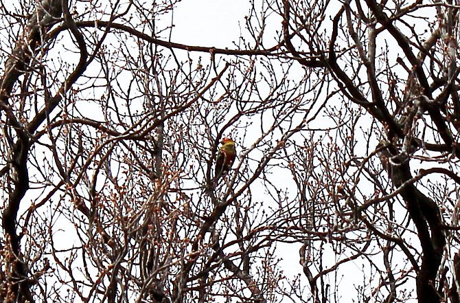 Papoušek ve větvích stromů.