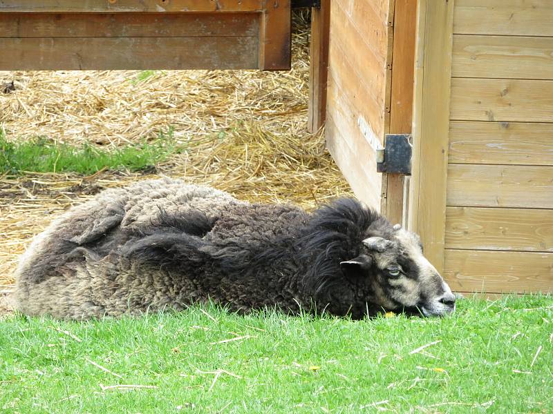 Táborská zoologická zahrada po nucené koronavirové pauze zažívá boom návštěvníků.