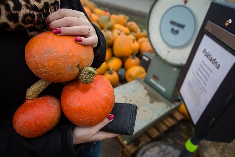 Samoobslužný prodej dýní v Radňově, místní části Květinova na Havlíčkobrodsku.