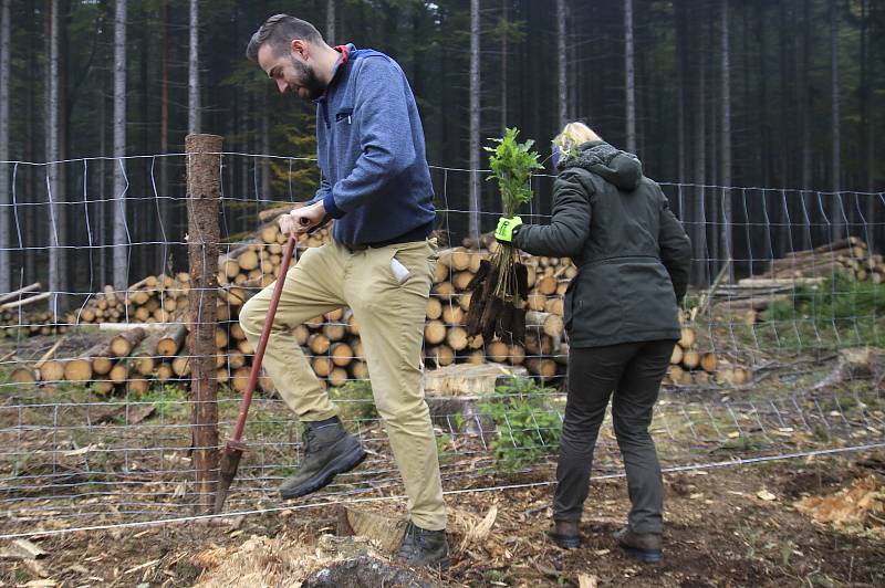 Studenti a zaměstnanci Fakulty lesnické a dřevařské ČZU se zapojili do obnovy lesů u Štoků.