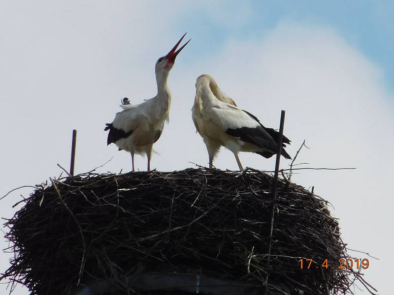 Čápi na komíně v Leštině u Světlé. Foto: Karel Novotný