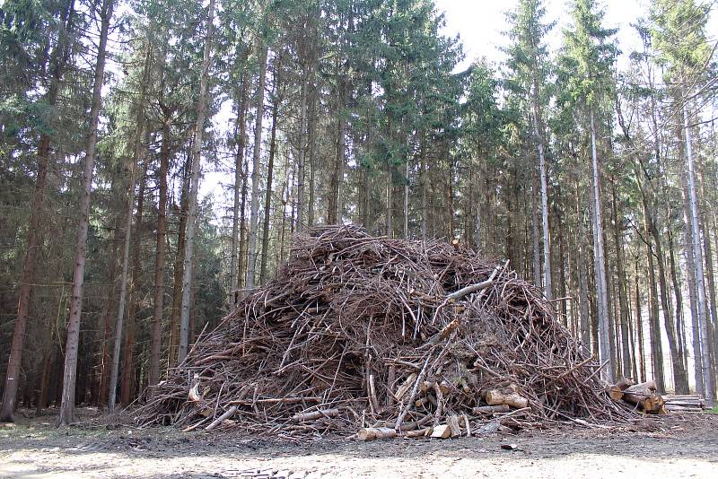 Skládky vytěženého kůrovcového dřeva na Třebíčsku.