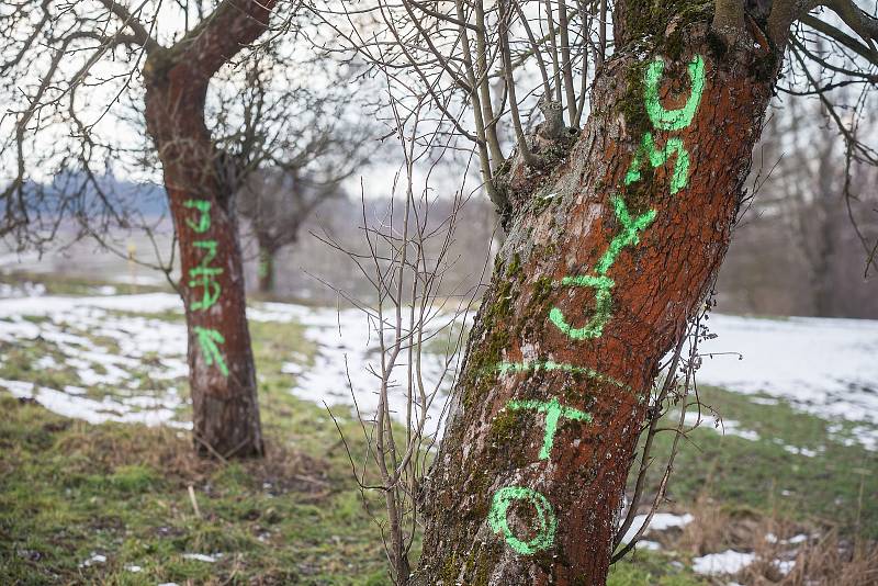 Hanlivé nápisy na stromech u Šlapanova na Havlíčkobrodsku.