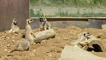 Táborská zoologická zahrada po nucené koronavirové pauze zažívá boom návštěvníků.