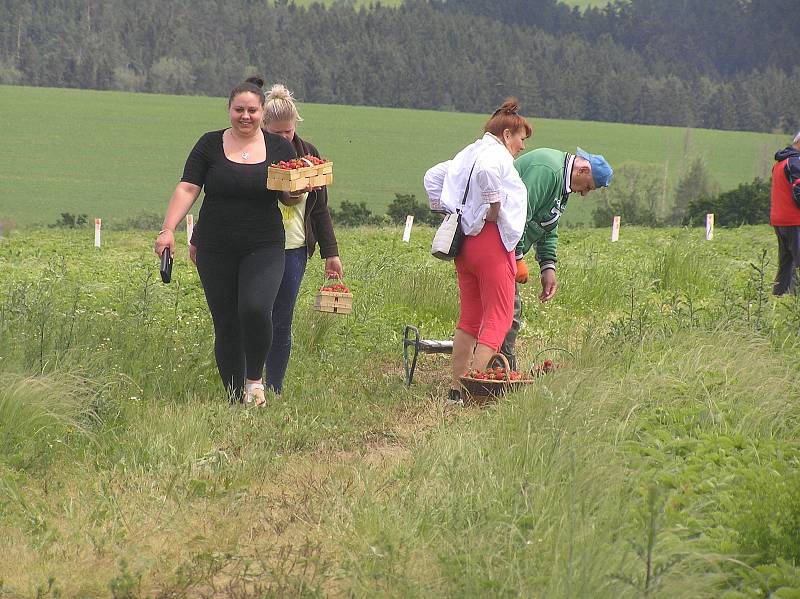 Samosběr jahod v České Bělé.