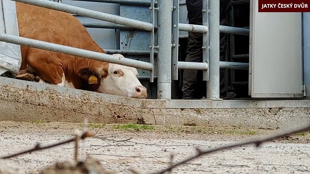 Video rozhodlo. Veterinární správa šetří týrání zvířat na jatkách na Vysočině