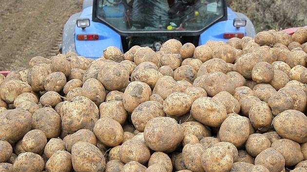 Letošní výnosy konzumních i sadbových brambor mají k těm loňským daleko.