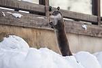 Zvířátka ve sněhu v Záchranné stanici Pavlov u Ledče nad Sázavou.