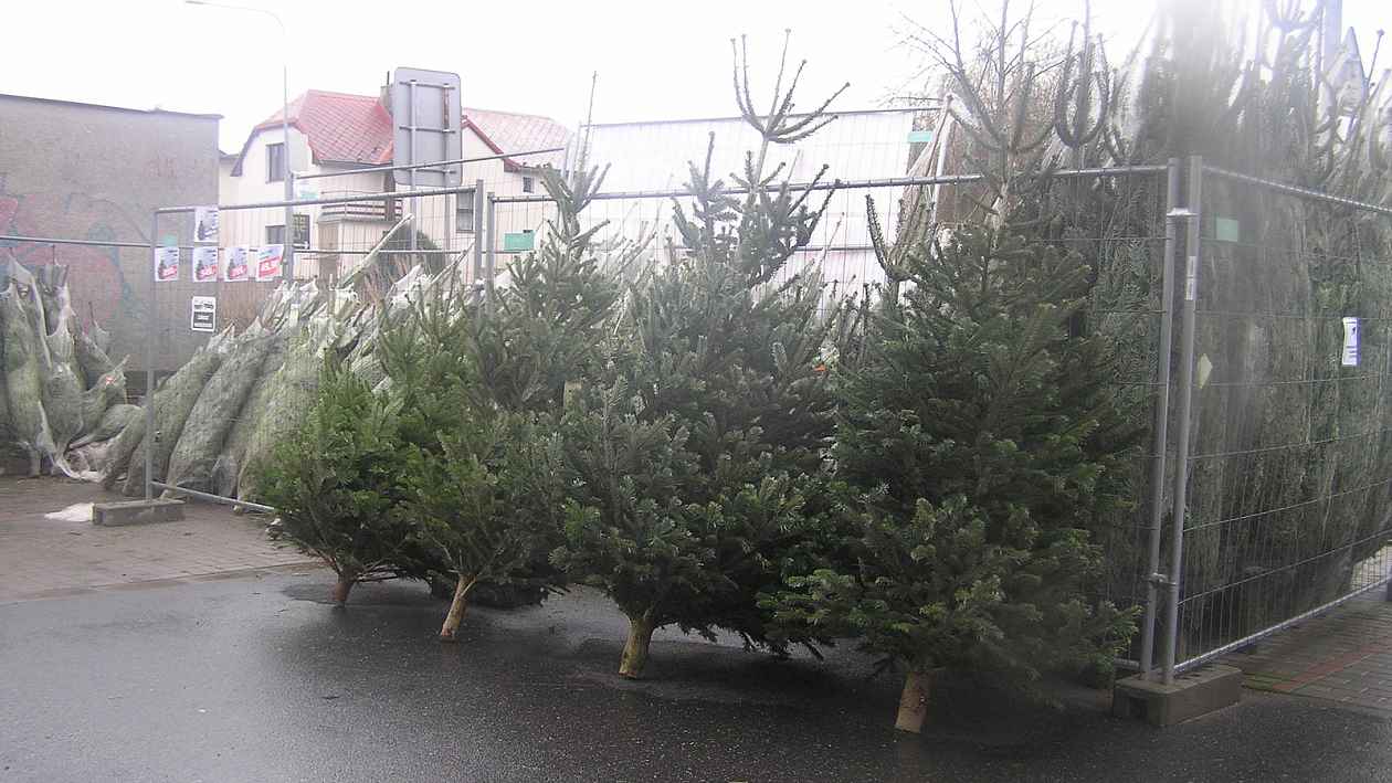 Vánoční stromek? I za tisícovku, pěstitele z Vysočiny ničí levné dovozy z ciziny