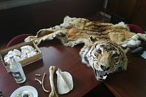 Zabavené části tygra, které byly určené k využití v asijské medicíně