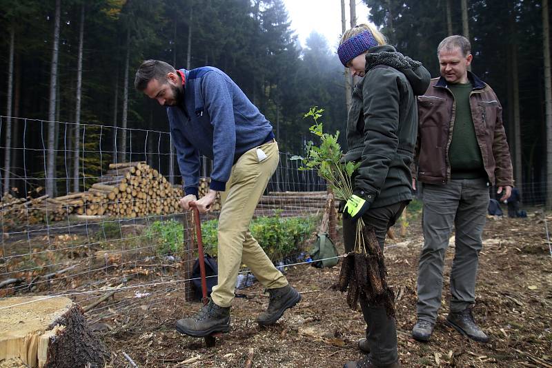 Studenti a zaměstnanci Fakulty lesnické a dřevařské ČZU se zapojili do obnovy lesů u Štoků.