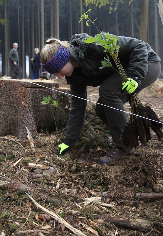 Studenti a zaměstnanci Fakulty lesnické a dřevařské ČZU se zapojili do obnovy lesů u Štoků.