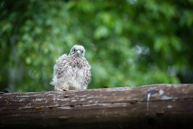 Fotografie několika z mnoha tisíc zvířat, které vyléčili a vykrmili a vrátili zpět do přírody pracovníci Záchranná stanice Pavlov u Ledče nad Sázavou.