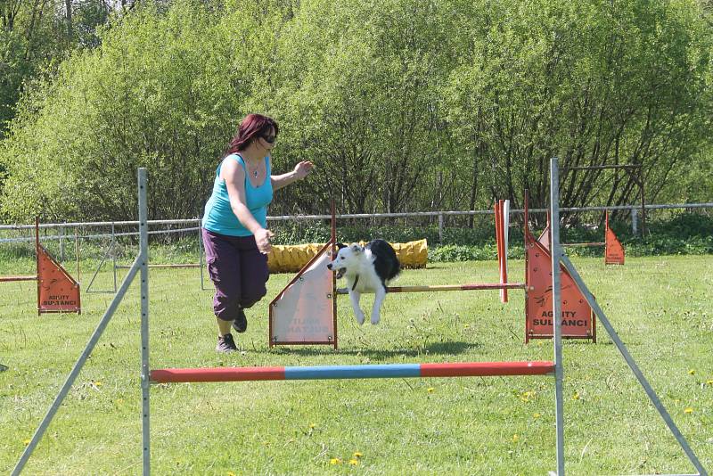 Pejsci všech možných plemen, stáří a velikosti v sobotu soutěžili o přízeň poroty u přehrady Na Žabinci. Výtěžek z akce přispěl na dětské oddělení brodské nemocnice.