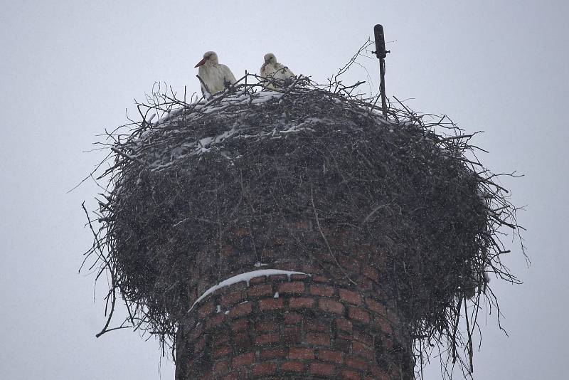 Čápi na komíně ve Věži-Skále v dubnu 2021.