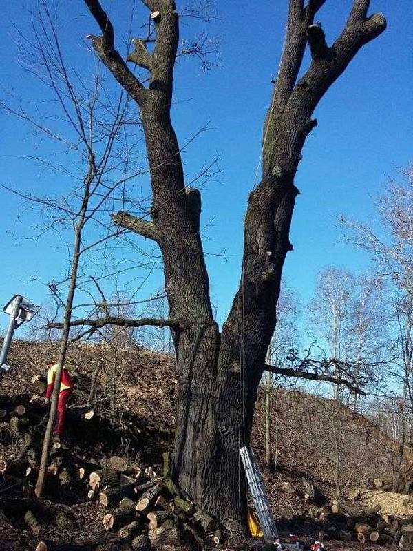 Smutný osud víc než stoletého dubu v lokalitě U Traplů nedá spát některým městským zastupitelům.