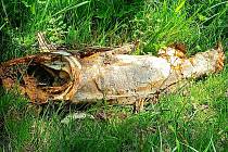 Mrtví tolstolobici na hladině brodské přehrady, několik kusů leží na břehu.
