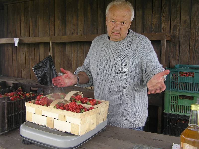 Samosběr jahod v České Bělé.